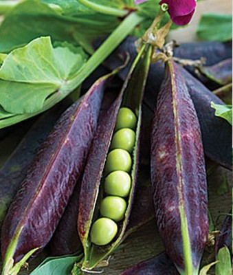 VibeX Organic Purple Podded Pea Seed(120 per packet)