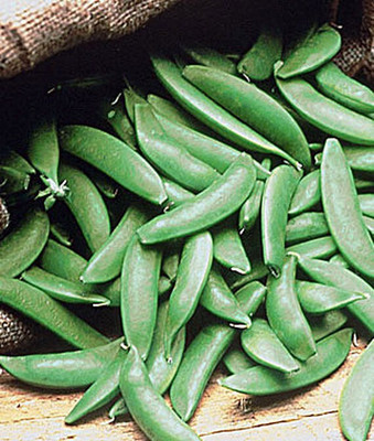 VibeX F1 Hybrid Pea, Sugar Snap Seed(120 per packet)