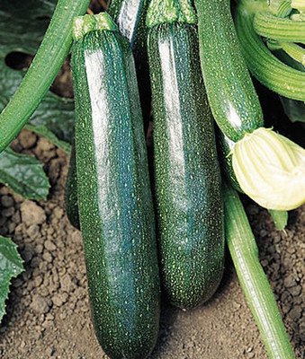 VibeX Squash Seed(50 per packet)