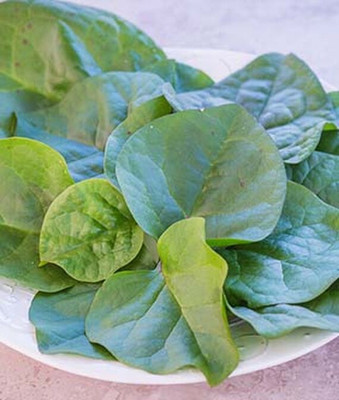 VibeX Malabar Spinach, Red Stem Seed(120 per packet)