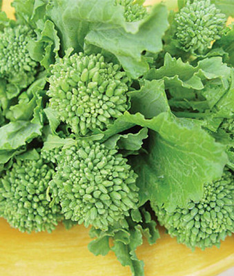 VibeX Rapini Broccoli Raab Seed(120 per packet)