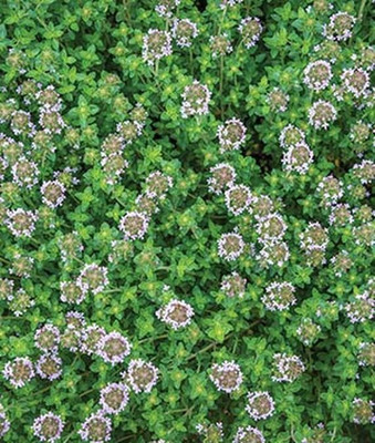 VibeX F1 Hybrid Thyme, Common Seed(120 per packet)