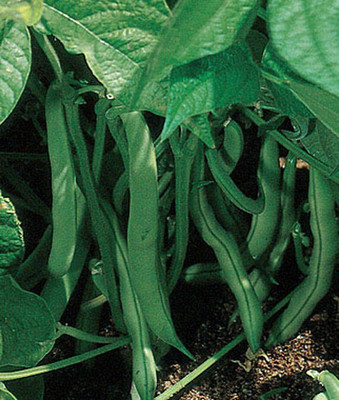 VibeX F1 Hybrid Bean, Bush, Stringless Green Pod Seed(75 per packet)