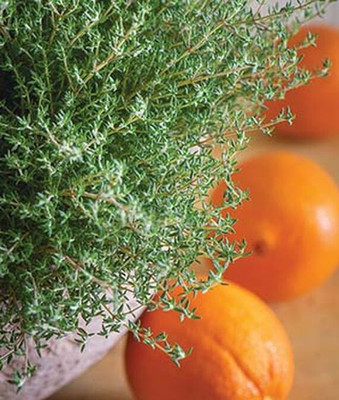 VibeX Thyme, Orangelo Seed(120 per packet)