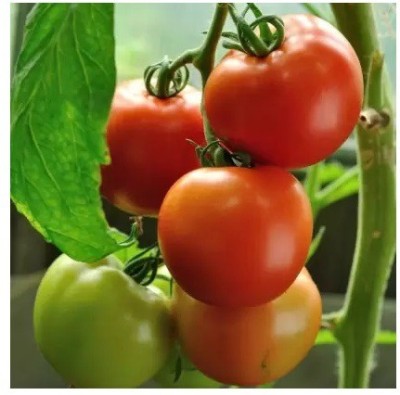 gorgeous moment tomato Seed(20 per packet)