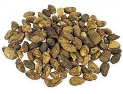 LYRS Natural Melia dubia Malabar Seed Seed(10 per packet)