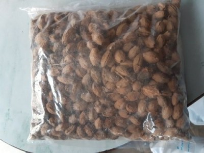 LYRS Melia Dubia Malabar Neem Seed Seed(20 per packet)