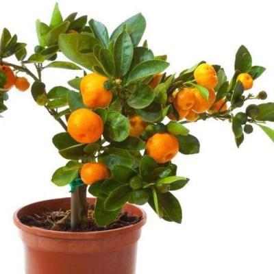 BALA PLANT CREATION Orange Plant(Hybrid, Pack of 1)