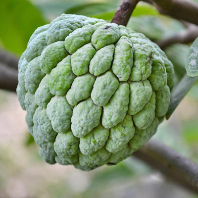 Paudha Custard Apple Hybrid Seed(10 per packet)