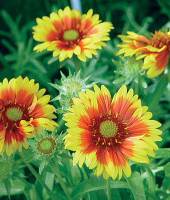 VibeX Gaillardia Seed(50 per packet)