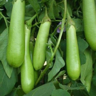 Biosnyg Brinjal F1 Hybrid Green Long - Vegetable Seeds-[1gm Seeds] Seed(1 g)