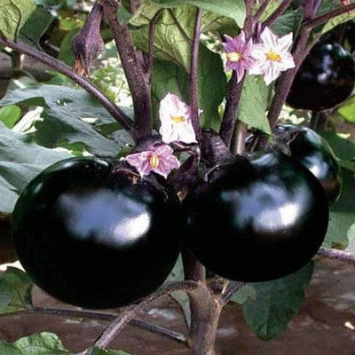 Biosnyg Brinjal F1 Hybrid Round - Vegetable Seeds-[300 Seeds] Seed(300 per packet)