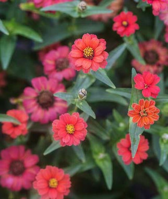 VibeX Zinnia Seed(50 per packet)