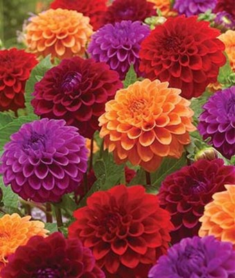 VibeX Dahlia Seed(50 per packet)