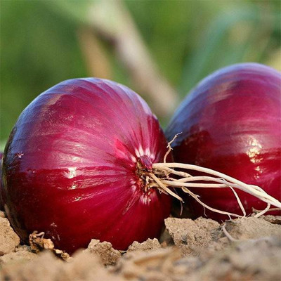 VibeX Onion Red Creole Seed(1 per packet)