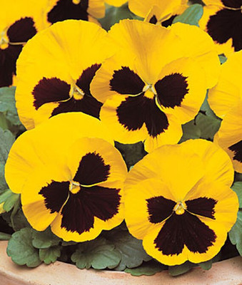 VibeX Pansy Seed(50 per packet)