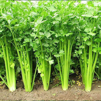 Biosnyg Celery - Organic Herb Seeds-[100 Seeds] Seed(100 per packet)