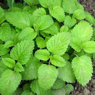 VibeX Lemon Balm Seed(100 per packet)