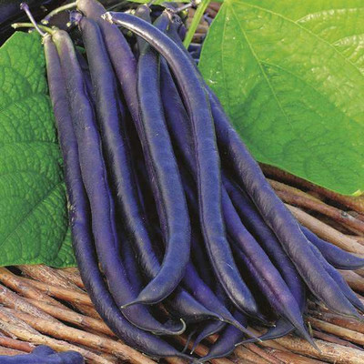 VibeX Dwarf Seed(100 per packet)