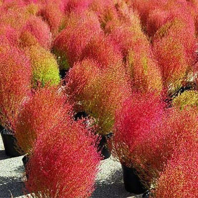VibeX Kochia Burning Bush - Flower Seeds Seed(50 per packet)