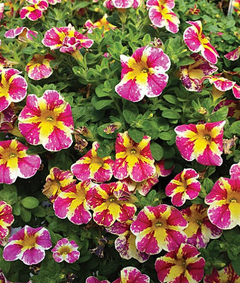 VibeX Calibrachoa Seed(50 per packet)