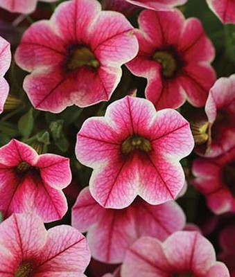 VibeX Calibrachoa Seed(50 per packet)