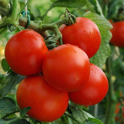 VibeX Tomato Seed(5 per packet)