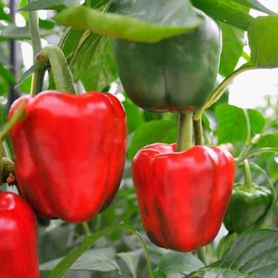 VibeX Capsicum Red Imported - Vegetable Seeds Seed(100 per packet)