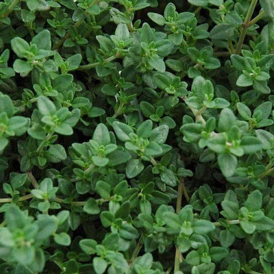 VibeX Thyme Seed(5 per packet)