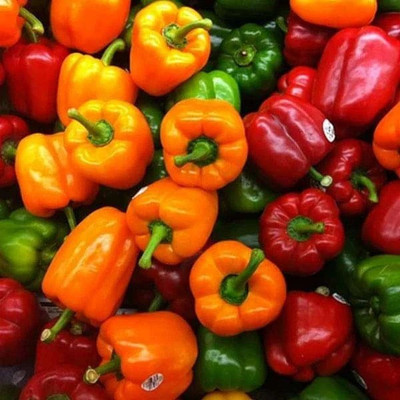 VibeX Capsicum Seed(300 per packet)