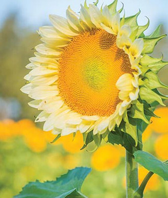 VibeX Sunflower Seed(50 per packet)