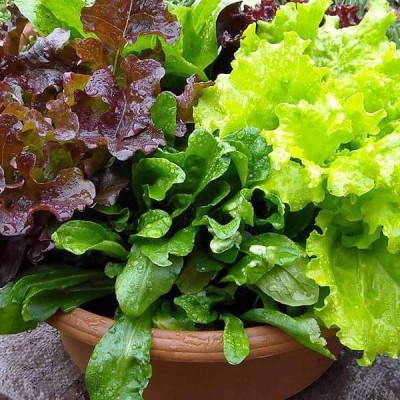 Biosnyg Lettuce Misticanza - Vegetable Seeds-[300 Seeds] Seed(300 per packet)