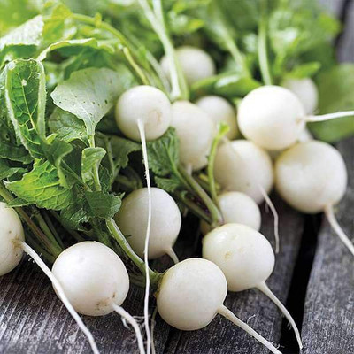 VibeX Radish White Seed(1 per packet)