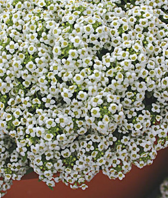 VibeX Alyssum Seed(50 per packet)