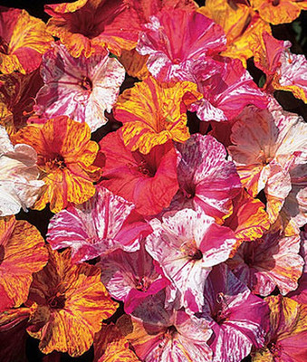 VibeX Four O Clock Seed(50 per packet)
