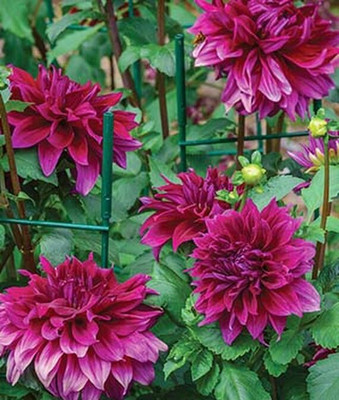 VibeX Dahlia Seed(50 per packet)