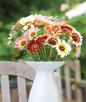 VibeX Chrysanthemum Seed(50 per packet)
