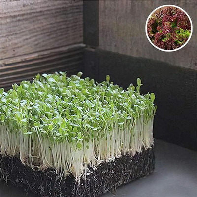 Biosnyg Lettuce Salad Lollo Rosso - Microgreen Seeds-[200 Seeds] Seed(200 per packet)