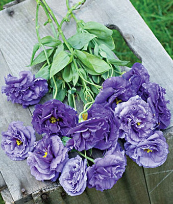 VibeX Lisianthus Seed(50 per packet)