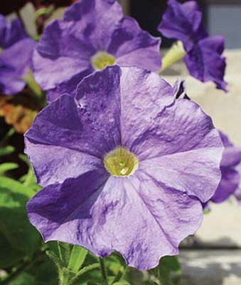 VibeX Petunia Seed(50 per packet)