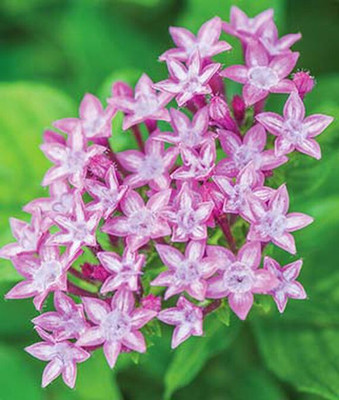 VibeX Pentas Seed(50 per packet)