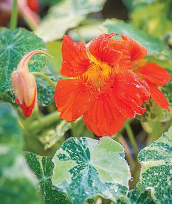 VibeX Nasturtium Seed(50 per packet)