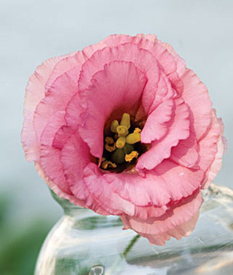 VibeX Lisianthus Seed(50 per packet)