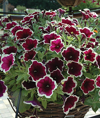 VibeX Petunia Seed(50 per packet)