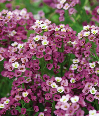 VibeX Alyssum Seed(50 per packet)