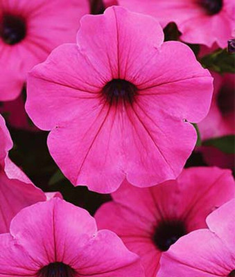VibeX Petunia Seed(50 per packet)