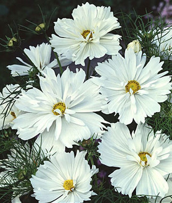 VibeX Cosmos Seed(50 per packet)