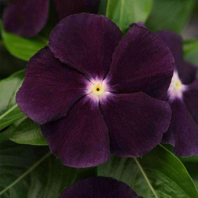 VibeX Vinca Seed(50 per packet)