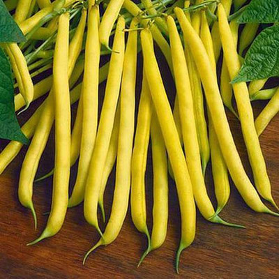 VibeX Dwarf Bean Seed(100 per packet)