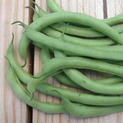 VibeX France Beans Seed(1 per packet)